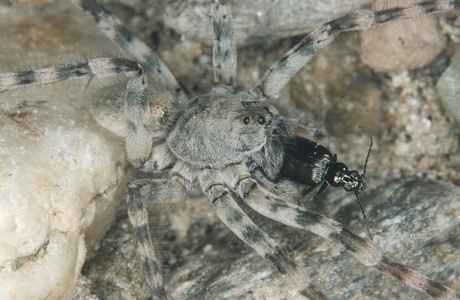 Flussufer-Riesenwolfspinne (Arctosa cinerea ) - © Christian Komposch